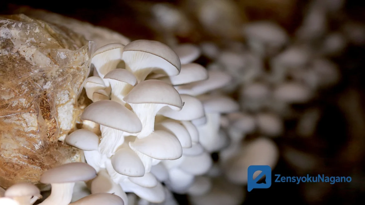 Budidaya Jamur Tiram: Peluang Usaha Menjanjikan Perawatan Mudah