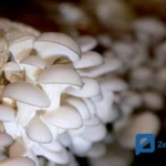 Budidaya Jamur Tiram