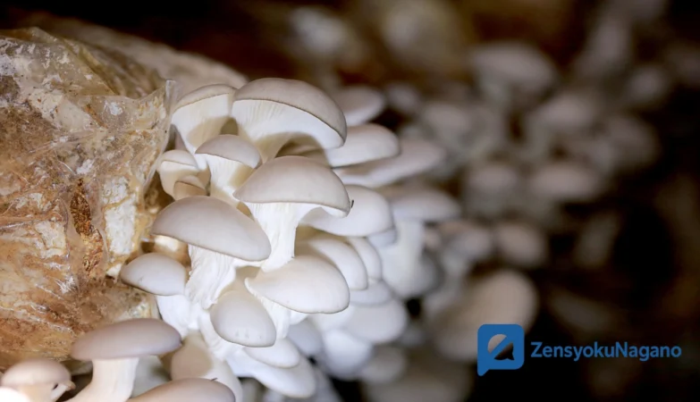 Budidaya Jamur Tiram