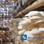 Budidaya Jamur Tiram