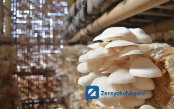 Budidaya Jamur Tiram