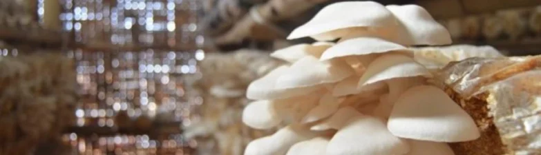 Budidaya Jamur Tiram