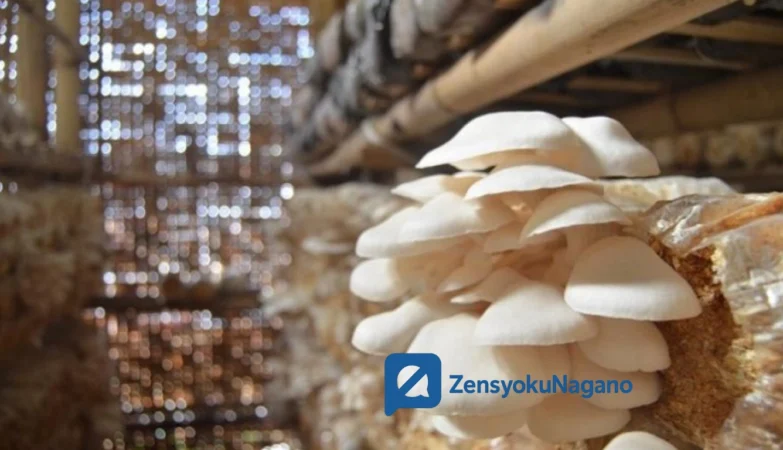 Budidaya Jamur Tiram