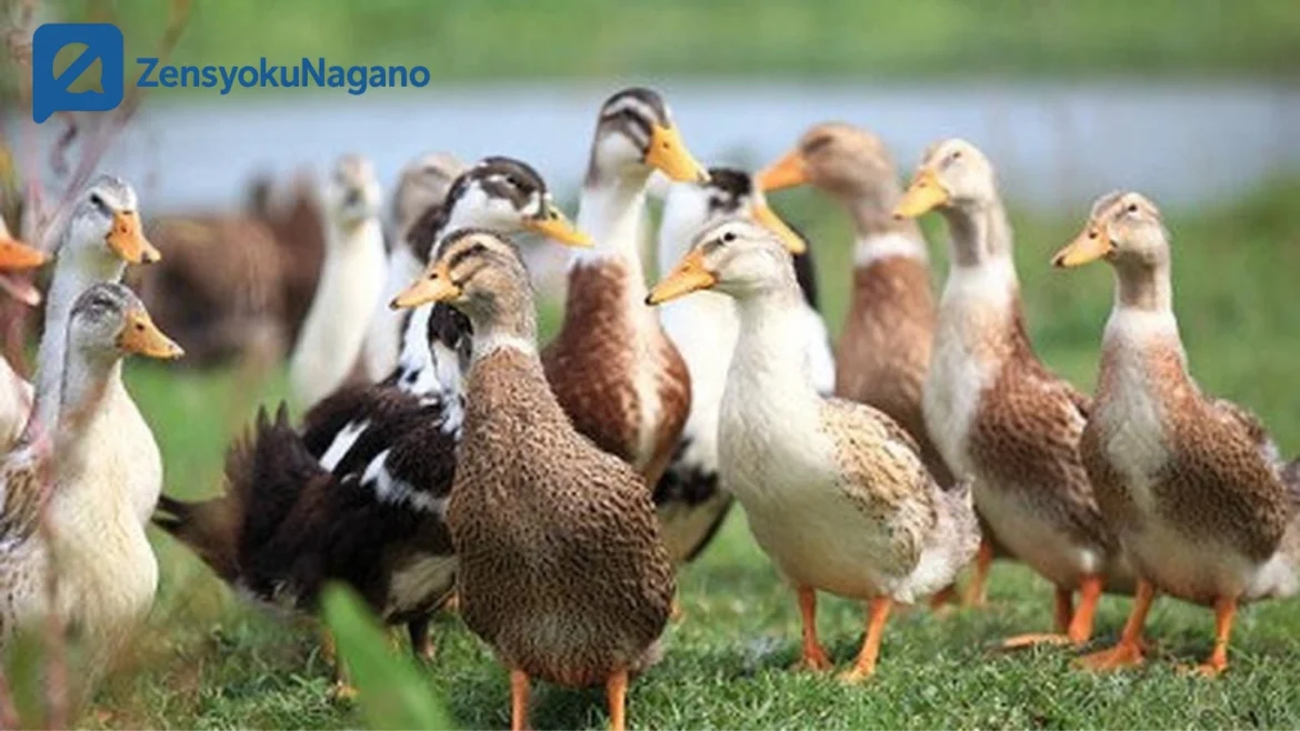 Peternakan Bebek: Peluang Usaha Menguntungkan Perawatan Terencana