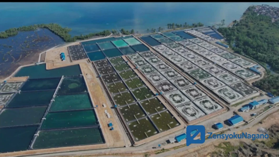 Tambak Udang: Peluang Bisnis Perikanan yang Menjanjikan